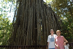 0473 Curtain Fig Tree